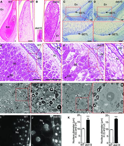 Comparison of Cell Size, Cell Number, and Nucleus Size in Developing ...