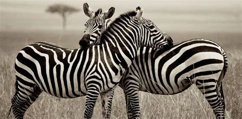 39 Amazing Facts About Zebras - The Fact Site