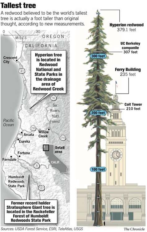 world's tallest tree HYPERION, discovered in 2006 • redwoods national park near orick, ca in ...