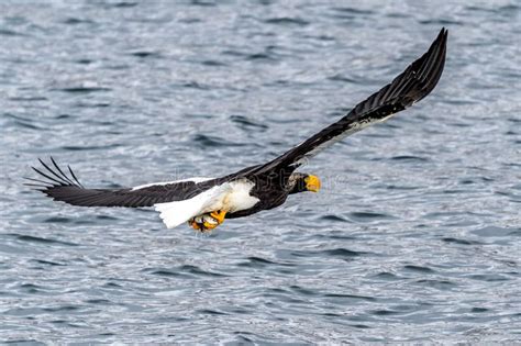 Flying Predatory Stellers Sea-eagle Stock Image - Image of wild, beautiful: 139057525