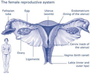 Vaginal | Chris O'Brien Lifehouse