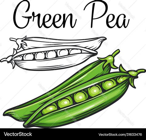 Green pea drawing icon Royalty Free Vector Image