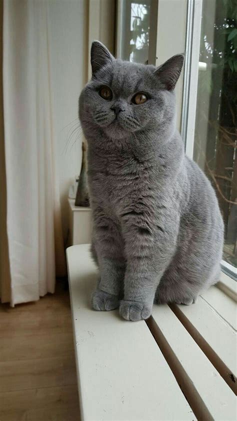 Russian Blue Cats Kittens | Cute cats and kittens, Beautiful cats, Cats