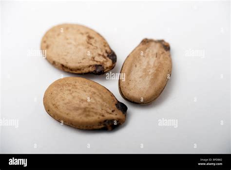 Roasted unshelled watermelon seeds On white Background Stock Photo - Alamy