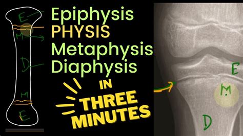 Physis, Epiphysis, Metaphysis and Diaphysis 🦴 | in 3 MINUTES! - YouTube