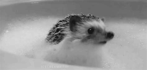 The 25 Cutest Hedgehog GIFs Ever