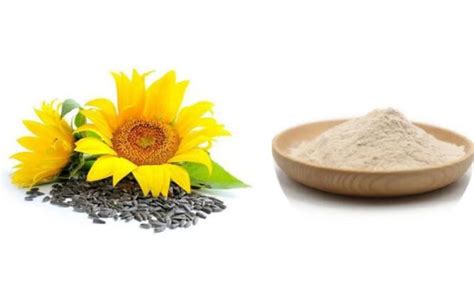 Sunflower Protein Powder - manufacturer - undersun