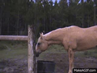 Man running from cow (Cow chasing Man) Original on Make a GIF