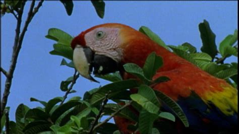 Nature - The Real Macaw - Twin Cities PBS