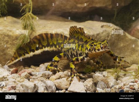 marbled newt (Triturus marmoratus), male in breeding coloration, Spain ...