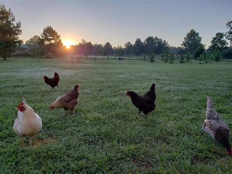 Free Range Chicken Eggs