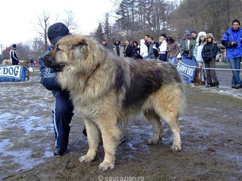 Russian Prison Dogs - Trained To Kill - GreatGameIndia