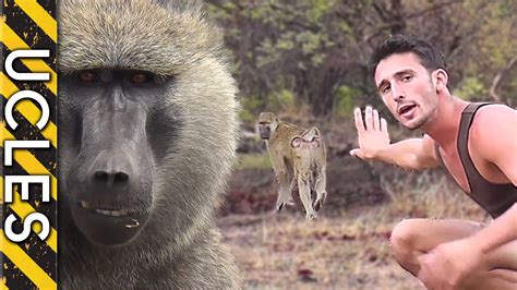 How to approach WILD BABOONS with Andrew Ucles - YouTube