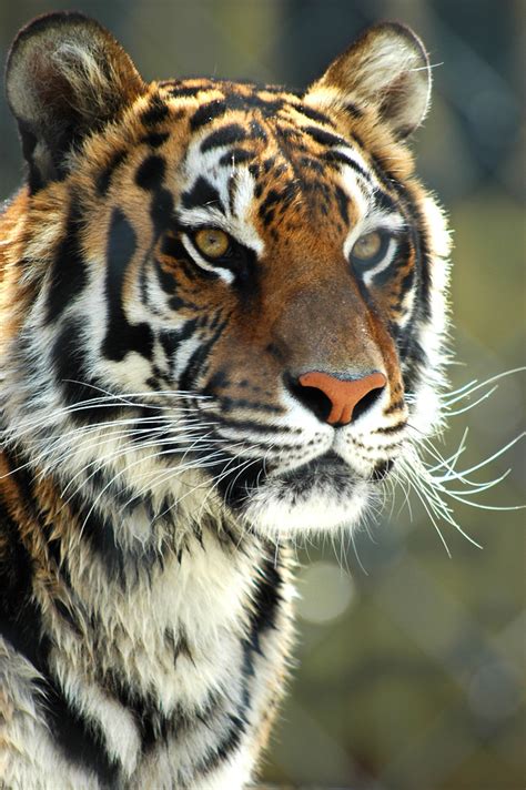 Tiger Whiskers | Stephanie Simpson | Flickr