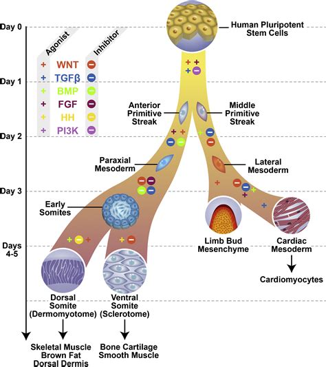 Mesoderm, Cooked Up Fast and Served to Order: Cell Stem Cell