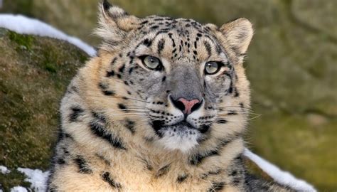 Snow leopard | San Diego Zoo Wildlife Explorers