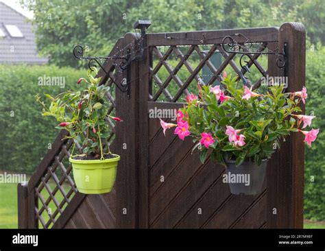 Dipladenia flowers in hanging pots in the summer rain, heavy rain can ...