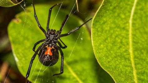 Dangerous spiders in Florida – Florida Hikes