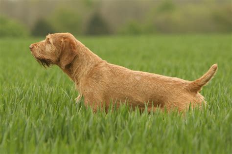 Wirehaired Vizsla Breed Information - Vetstreet | Vetstreet