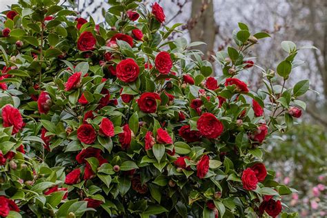 When and How to Fertilize Camellias | Gardener’s Path