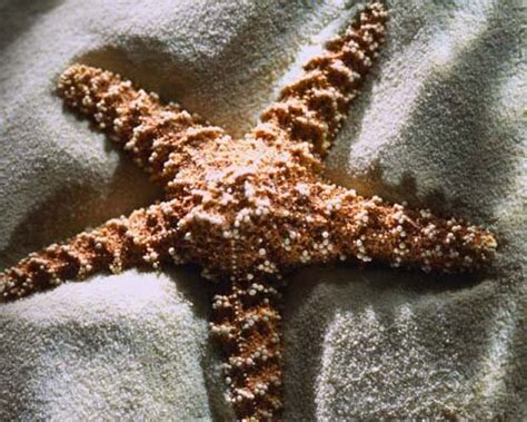 10 Interesting Starfish Facts | In Fact Collaborative