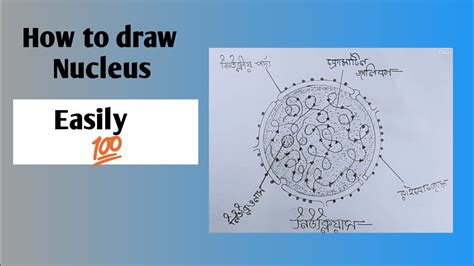 How to draw Nucleus step by step🖌️ ️🖌️ - YouTube