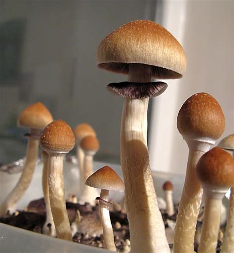 Psilocybe cubensis: The Ultimate Mushroom Guide