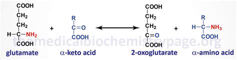 Nitrogen Metabolism and the Urea Cycle - The Medical Biochemistry Page