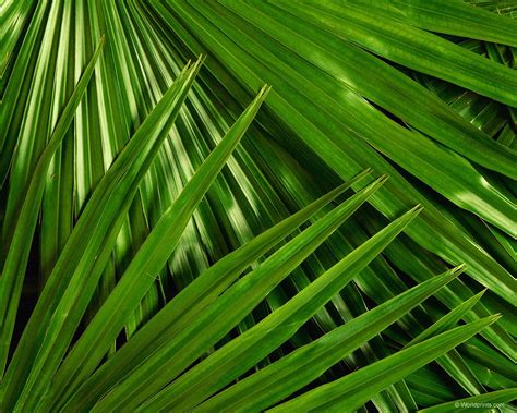 🔥 [45+] Palm Frond Wallpapers | WallpaperSafari