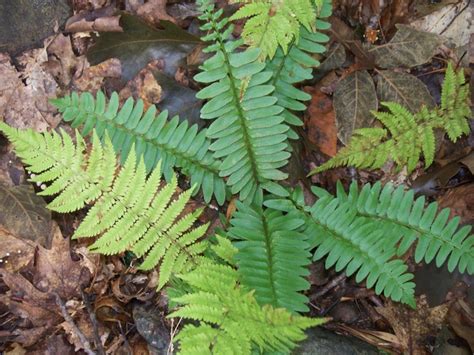 Christmas fern (Polystichum acrostichoides) - Boxford MA | Plant leaves, Christmas fern, Plants