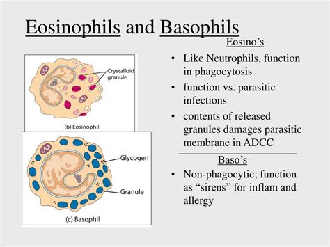 Eosinophils Function