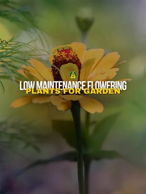 5 Low Maintenance Flowering Plants For Your Garden - Agriculture Review