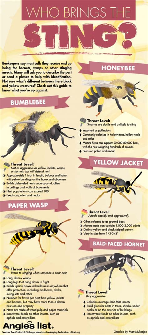 Bees vs. Wasps: Who Brings The Sting? | Daily Infographic | Bee keeping, Bee, Bee facts