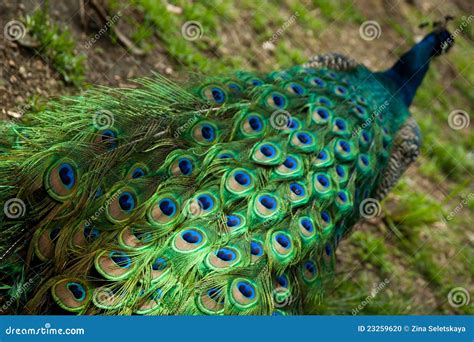 Peacock tail stock photo. Image of beautiful, beak, beauty - 23259620