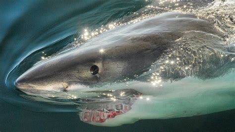 Great White Sharks Thriving in U.S. Waters