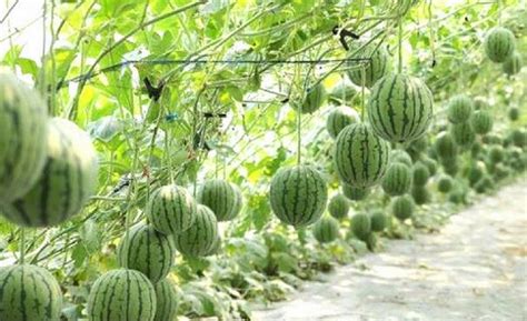 How To Start A Profitable Watermelon Farming Business In Nigeria ...