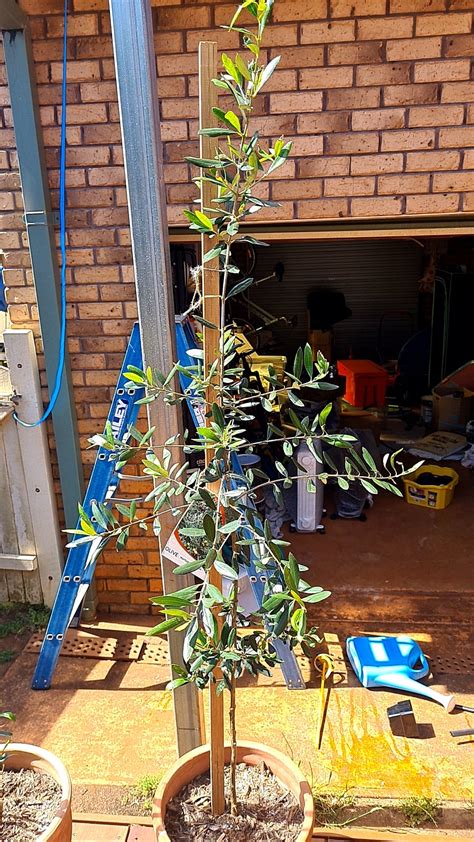 Pruning olive tree : r/GardeningAustralia