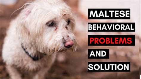 7 Common Behavioral Problems in Maltese Dog and How to Deal with them in 2022 | Maltese dogs ...