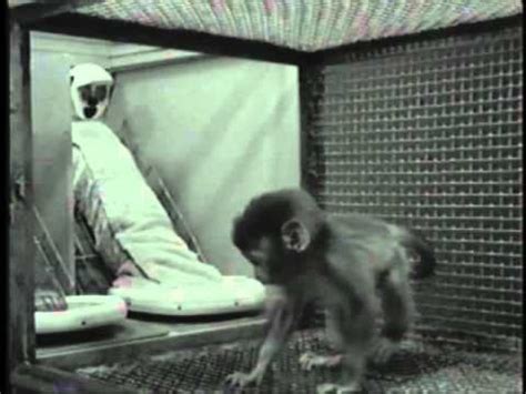 The Real Harlow's Monkey Experiment! : r/Mcat