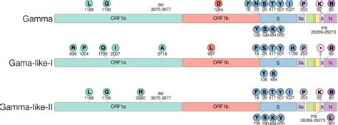 Characteristic mutations of Gamma and Gamma-related lineages. Schematic ...