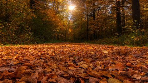 Forest Path Covered By Dry Autumn Leaves And Sunbeam Through Trees 4K ...