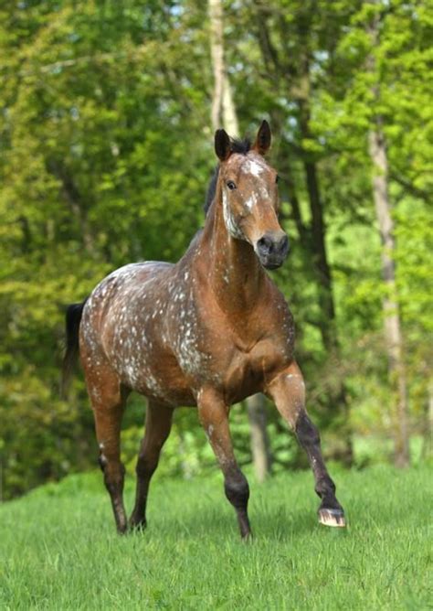 Thoroughbred Cross, Mare | Horses, Appaloosa horses, Beautiful horses