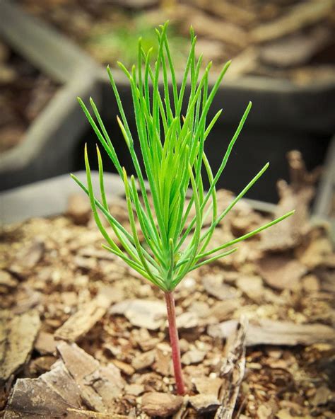 Pine Tree Seedlings Georgia - Okejely Garden Plant