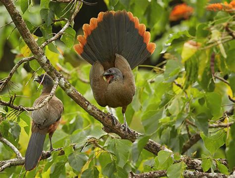 Tobago: a birder's paradise