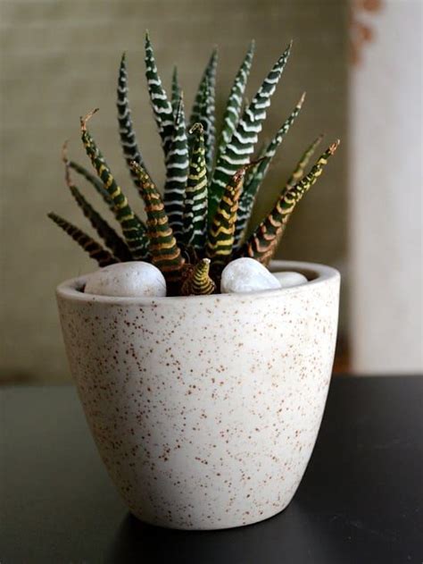 22 Shade Tolerant Succulents To Grow Where Nothing Grows | Plants, Succulent type, Succulents