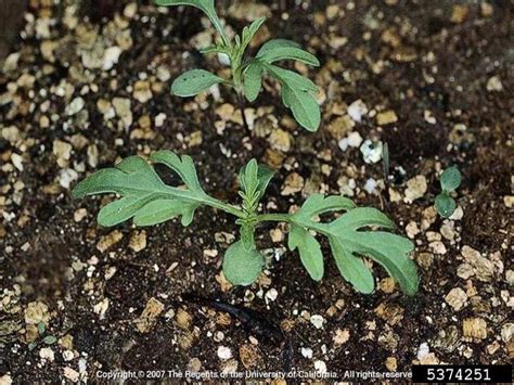 Common Ragweed | College of Agriculture, Forestry and Life Sciences | Clemson University, South ...