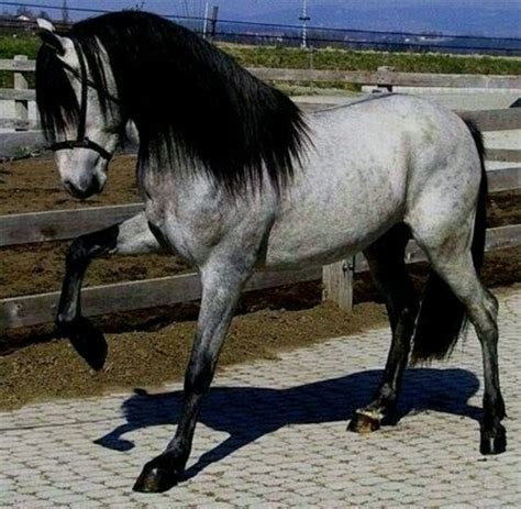 Andalusian Cute Horses, Pretty Horses, Horse Photos, Horse Pictures, Saddlebred, Horseback ...