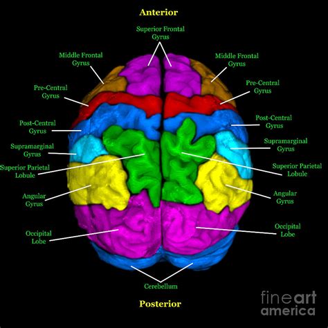 Radiology Anatomy Images Mri Brain Anatomy Mri Brain Brain Anatomy | Images and Photos finder