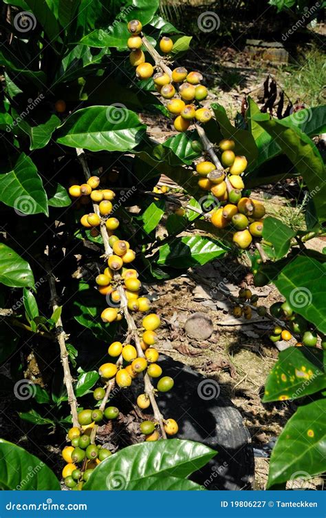 Coffee plantation stock image. Image of exportation, color - 19806227