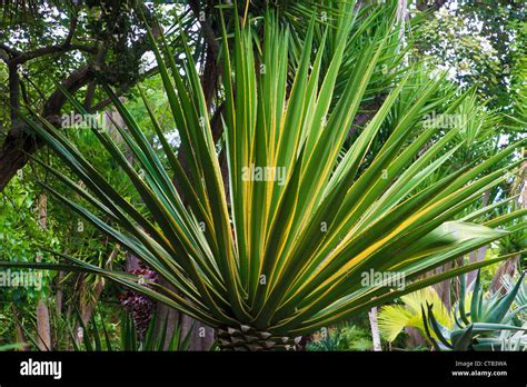 Spain, Canary Islands, Tenerife, wild sisal, furcraea selloa Stock ...